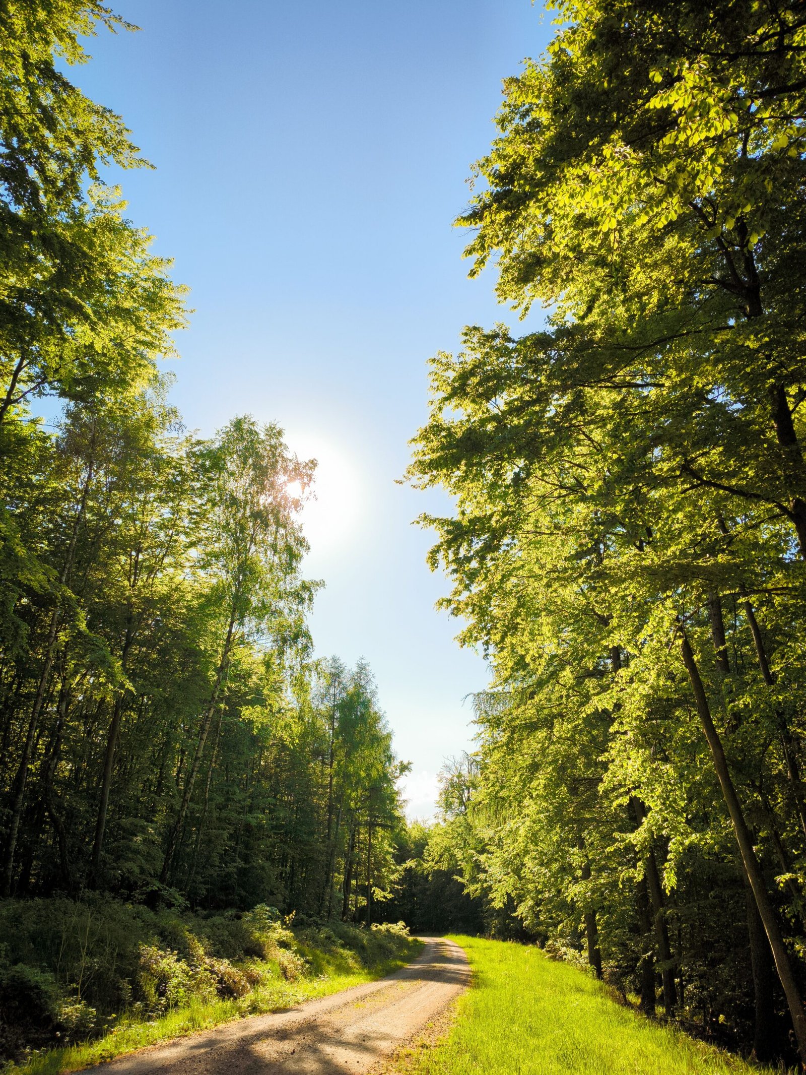 Sunlit forest path under clear blue sky in Holzminden, Germany, ideal for nature walks.